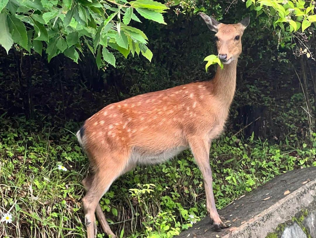 唐沢風花さんのインスタグラム写真 - (唐沢風花Instagram)6月16日 22時19分 - fuuuairy__