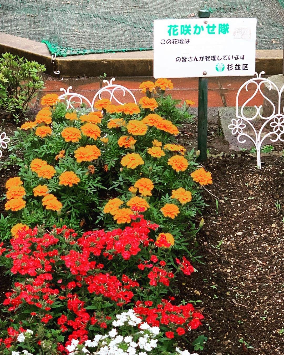 小谷実由のインスタグラム：「花咲かせ隊🫶🌷🌻🪻🌹 #花壇ウォッチャー」