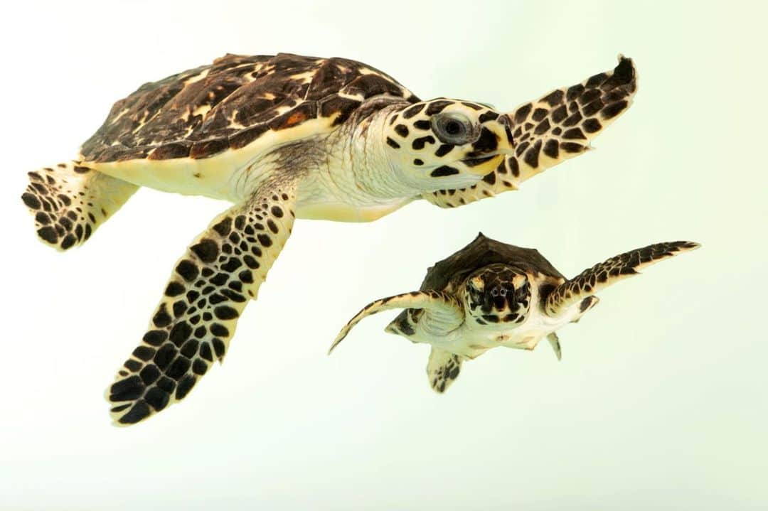 Joel Sartoreさんのインスタグラム写真 - (Joel SartoreInstagram)「Hawksbill sea turtles like these two @dubaiturtles  are well known for their beautiful shells. Unfortunately, their beauty has attracted unwanted attention from individuals that will hunt them in order to use their shells to make jewelry and trinkets. While the species is protected under various national and international frameworks, threats to their survival remain, which is why it is critical for citizens and governments to work together for the protection and recovery of the species.   #WorldSeaTurtleDay #hawksbill #seaturtle #animals #wildlife #photography #animalphotography #wildlifephotography #studioportrait #marinespecies #underwaterphotography #PhotoArk @insidenatgeo」6月16日 23時21分 - joelsartore