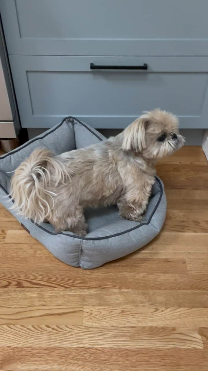 Dougie the Shih Tzuのインスタグラム：「Getting comfy. #fridaymomentofzen」