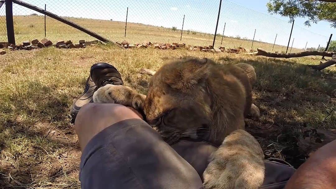 のインスタグラム：「Today we’re taking a walk down memory lane with a look back at George and Yame. These two cubs have grown into beautiful lions despite some ongoing health issues due to their difficult start in life. So, come along for the ride! For the full video on #LionwhispererTV click the Komi link in our bio. . .  #lioncubs #spanishrescues #bigcatlover #brothersinarms」
