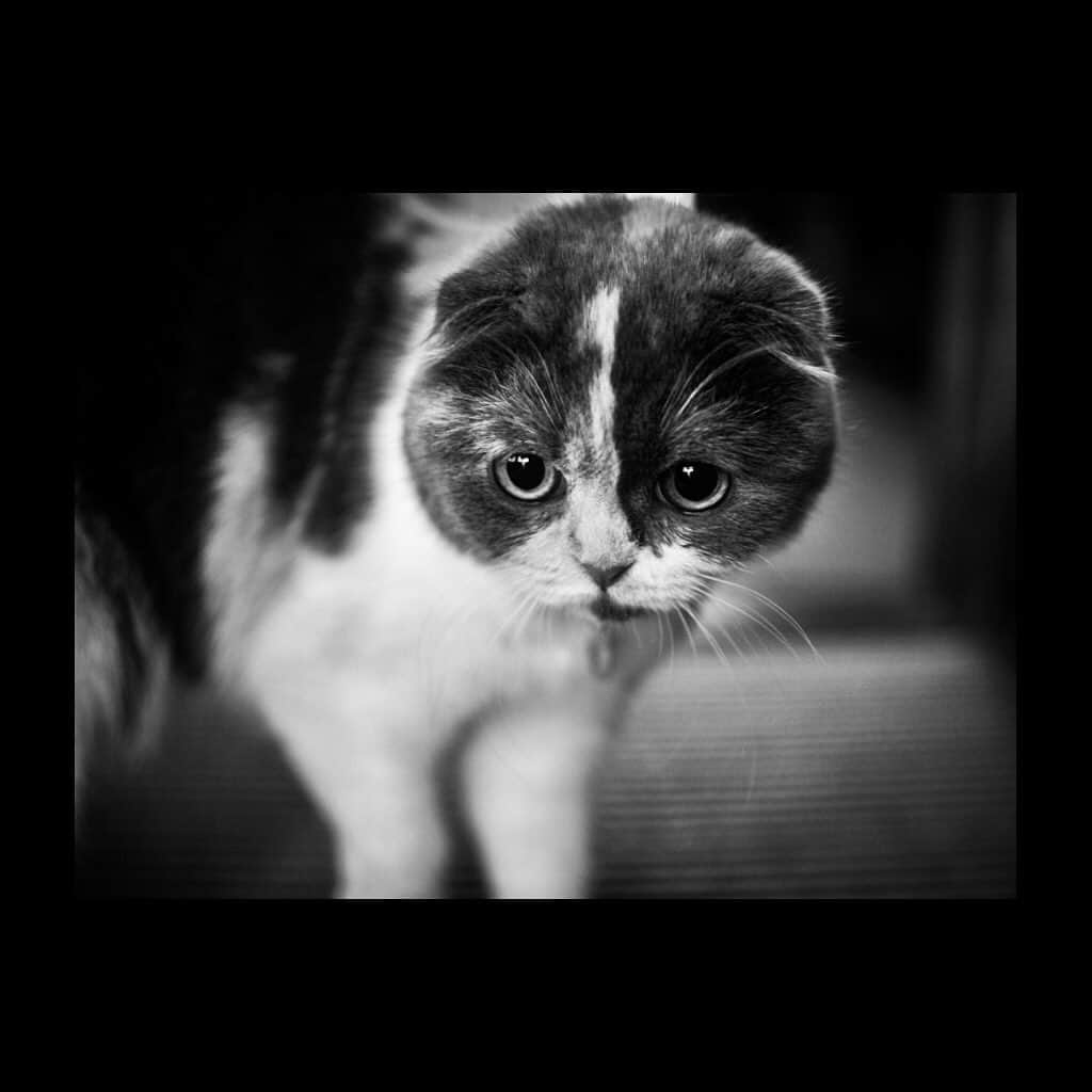 Tatsuo Suzukiのインスタグラム：「RIP  My home cat まろん 2008-2023」