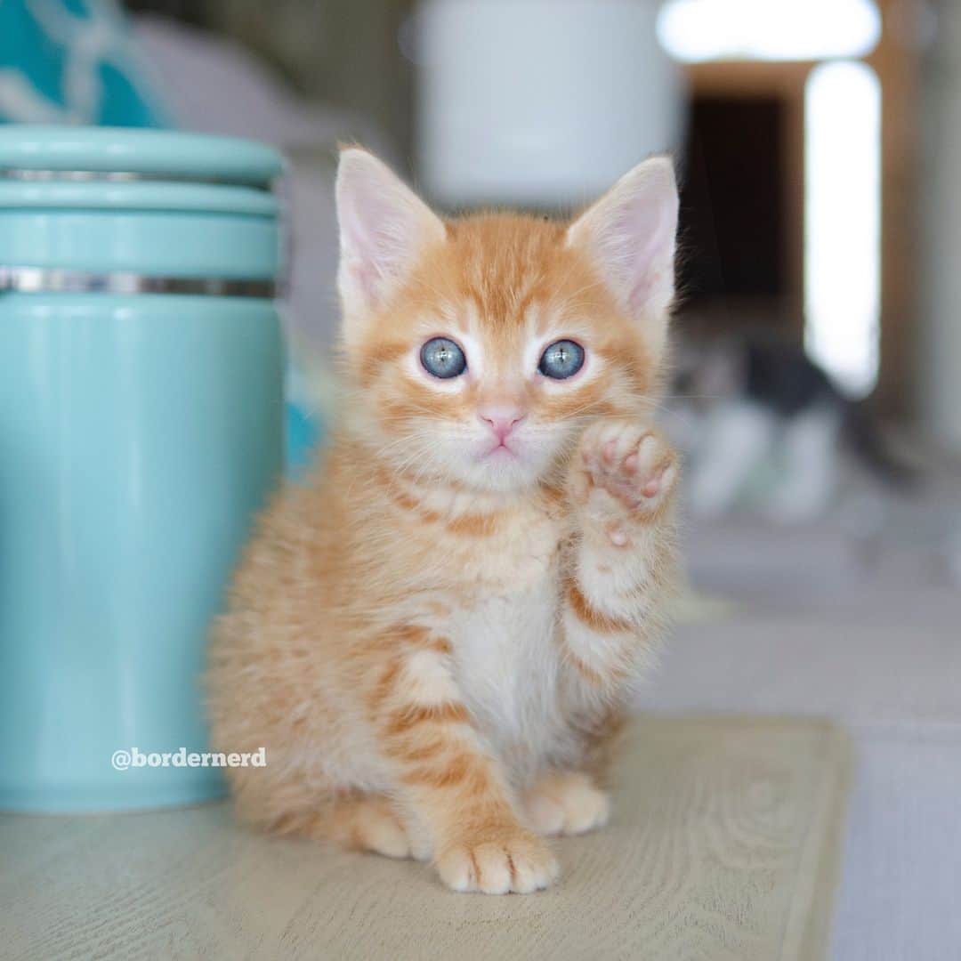 Jazzy Cooper Fostersのインスタグラム：「Sunny Bunny Ginger Bear. Be still my heart. 🧡🧡🧡 Just look at his gorgeous innocent eyes. 😍😍😍 I'll post photos of the other Bears soon!」