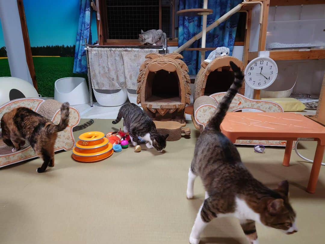 Miaouのインスタグラム