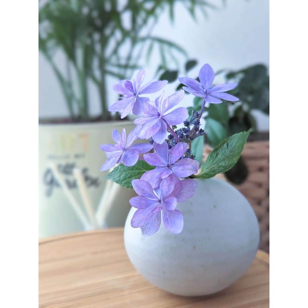 松山メアリのインスタグラム：「夫のばーばにお庭に咲いてるあじさいをいただいたので、お気に入りのフラワーベースに♪  #紫陽花 #flowers  #花のある暮らし #梅雨」