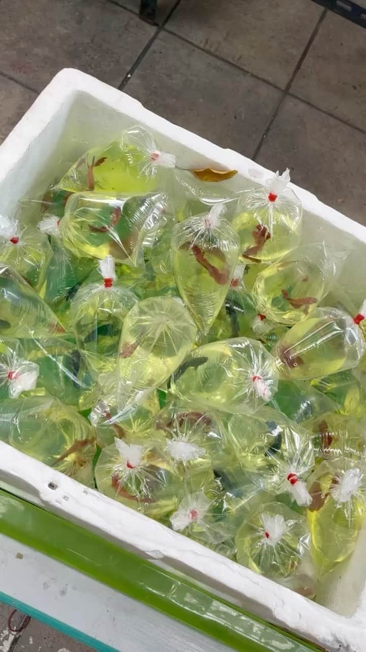 やまだひさしのインスタグラム：「袋売り。。 ダイナミックw 飼いたくなるが我慢。 #やまだひさし #ラジオ #DJ #観賞魚 #タイ #激安」