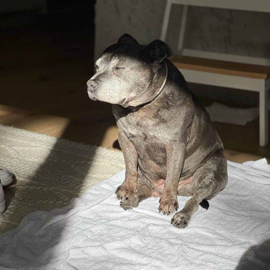 DARREN&PHILLIPさんのインスタグラム写真 - (DARREN&PHILLIPInstagram)「Finding the only sunny spot in the house to fall asleep sitting up is my specialty. Philly」6月17日 12時44分 - the_blueboys