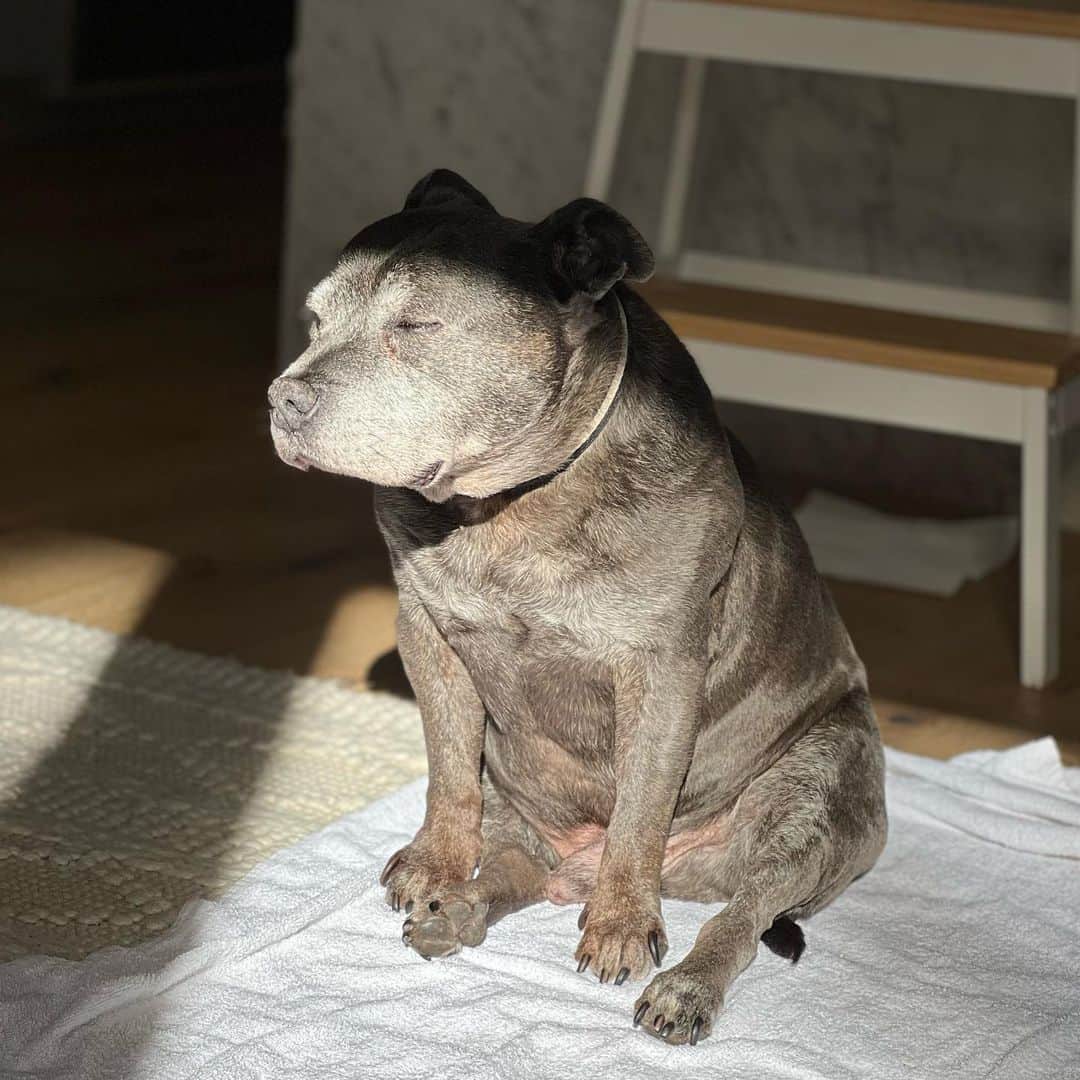 DARREN&PHILLIPさんのインスタグラム写真 - (DARREN&PHILLIPInstagram)「Finding the only sunny spot in the house to fall asleep sitting up is my specialty. Philly」6月17日 12時44分 - the_blueboys