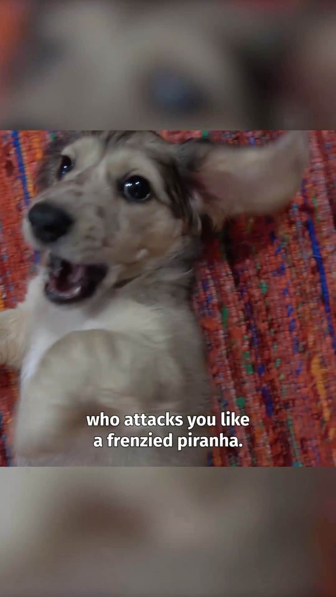 Crusoe the Celebrity Dachshundのインスタグラム：「“Who do you think had it easier with their new puppy sister, me or Oakley??!😅” ~ Crusoe」