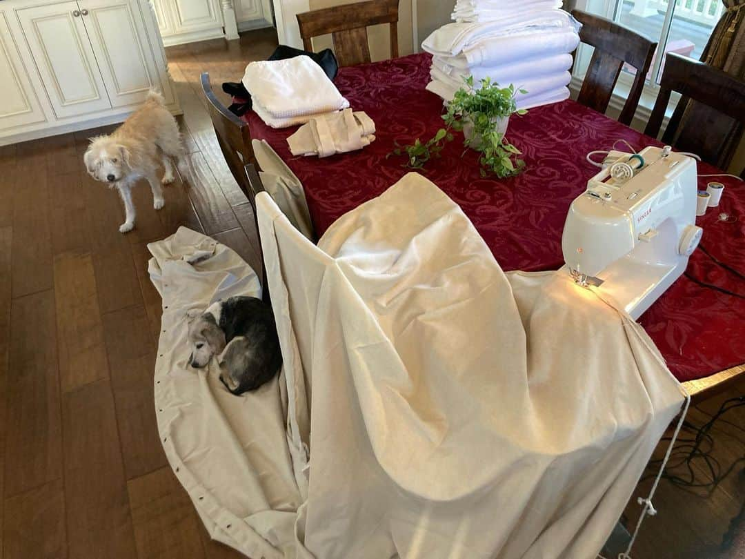 シーマス・デヴァーのインスタグラム：「My girl @maizythebeagle helping me hem some shower curtains. #seamallowance」