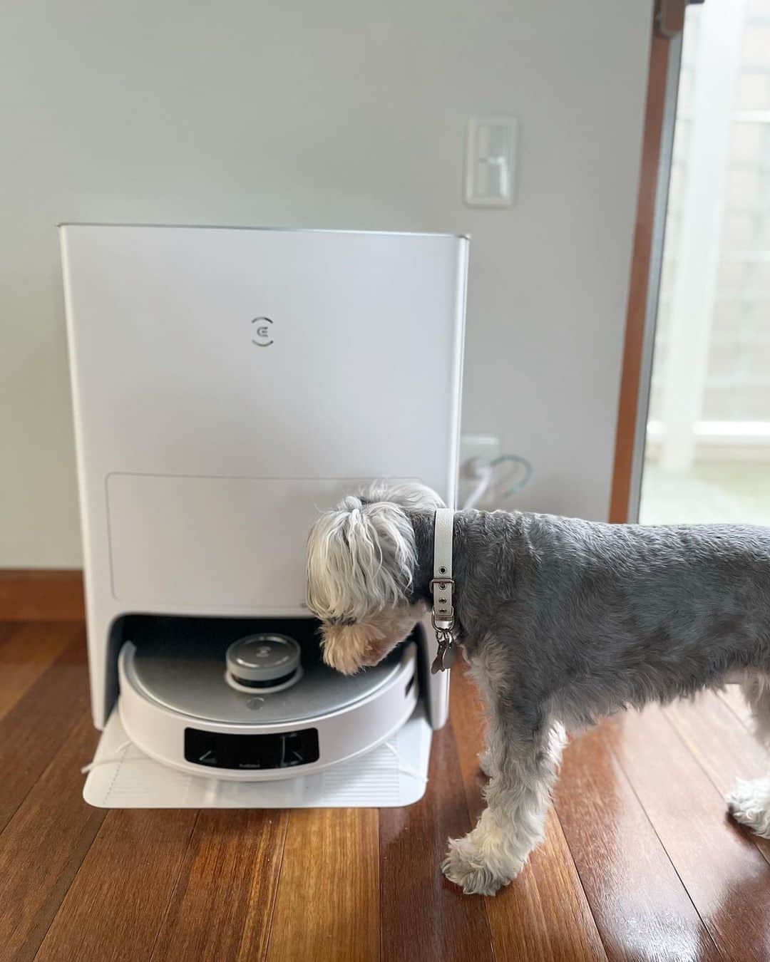 逢月あかりのインスタグラム：「これ何だ、、、？と興味津々🐕‍🦺  @ecovacs_jp のDEEBOT T20 OMNIが発売開始し、うちにも届きました✨  沢山の感激ポイントがありますが ✔︎『OK Yiko！（イコ）』 と声をかけるだけでお掃除してくれる  ✔︎モップがけもしてくれて、モップ洗浄・乾燥まで自動でしてくれる  ✔︎掃除して欲しい場所を伝えると、そこを掃除してくれる（キッチンなど）👏  モップの手洗いが面倒だったりするのでここまでやってくれるのか✨と感動🥺 もう何もしなくていい🙆‍♀️  ソファの下まで常にピカピカなのは嬉しいですね😊  @ecovacs_jp #エコバックス #ECOVACS #ディーボット#DEEBOT#DEEBOT20OMNI#ディーボット T20OMNI #ロボット掃除機 #お掃除ロボット #掃除やめた#もう何もしなくていい #ゼロ家事 #ママノワ PR #家事楽 #女の子ママ#時短家事 #時短家電 #便利家電 #家事代行 @mamano.wa」