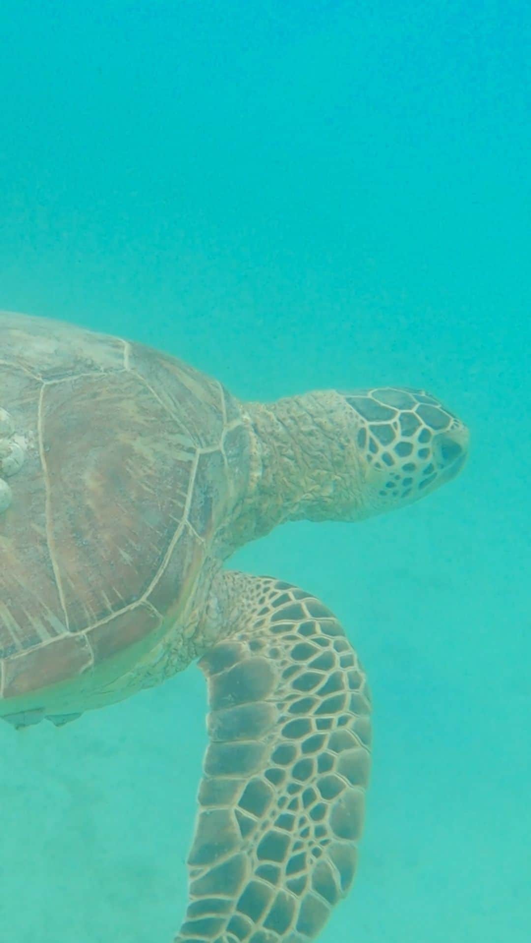 Lonely Planetのインスタグラム：「Happy #WorldSeaTurtleDay — may your weekend adventures be thiiiiis peaceful 🐢🌊」