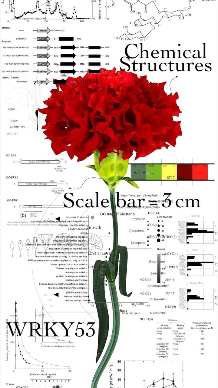 東信のインスタグラム：「New Anatomical chart   This artwork is modern version of botanical portraits.  Along with vivid visuals created by shooting real flowers and turning them into 3D models, it provides detailed descriptions of plant morphology, internal cell structure, flowering physiology, pigments, aromatic components, and genetic information using chemical formulas and diagrams.  This is an attempt to remove the veil that plants wear, analyze them, and describe them in universal language.   There are countless diverse species of plants on Earth, and new species are still being discovered while cultivated varieties continue to be developed.  We humans try to understand them better by classifying and naming them. However, the appearance of flowers that we usually see is just superficial.  Looking at flowers through the filter of science allows us to see them from different perspective.   Life has the flexibility to constantly change due to the combination of predetermined genetic programs and environmental factors.  By breaking down the life activities of plants into molecular-level information, we are trying to reveal the essence of the beauty and vitality that plants possess, created by that exquisite balance. We want to understand more deeply about the beautiful pioneer, flowers.    この作品は、現代版の植物の肖像画です。 実物の花を撮影して3Dモデルに変換した鮮やかなビジュアルとともに、植物の形態、細胞の内部構造、開花生理、色素、香気成分、遺伝情報などを化学式や図式で詳述しています。 これは、植物が身にまとうベールを取り除き、分析し、普遍的な言葉で記述しようとする試みです。   地球上には数えきれないほど多様な植物種が存在し、今も新種が発見され続け、また栽培品種が生み出され続けています。 私たち人間はそれら植物を分類し、名前を付けることで、より理解しやすくしようとしています。 しかし、私たちが普段目にする花の姿は、表面的なものに過ぎません。 科学というフィルターを通して花を見ることで、また異なる視点で花を見ることができます。   生命は、遺伝子という予め定められたプログラムと、環境という変動要素との組み合わせによって、常に変化し続ける柔軟性を有しています。 植物の生命活動を分子レベルの情報まで分解することで、その精巧なバランスによって生み出された、植物が持つ美しさや生命力の本質をあぶり出そうとしています。 私たちは、花という美しい先駆者について、もっと深く解りたいのです。  #azumamakoto  #shiinokishunsuke  #amkk #azumamakotographiccenter #newanatomicalchart #現代版花解剖図 #東信 #東信花樹研究所」