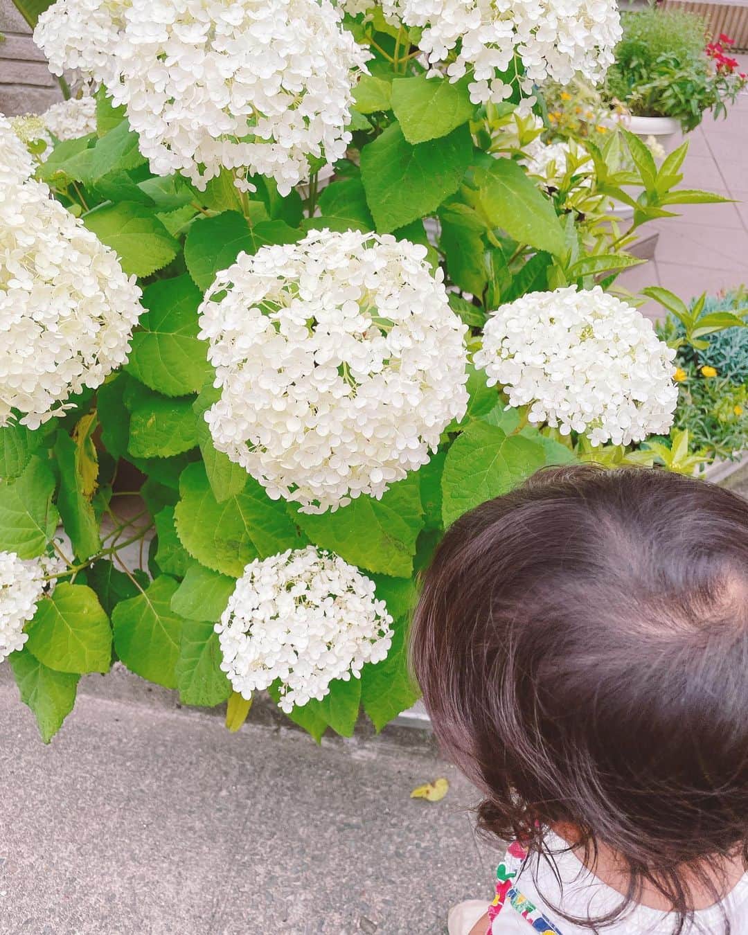 池田彩さんのインスタグラム写真 - (池田彩Instagram)「🤍🤍🤍  #紫陽花 #white  #梅雨 #june」6月17日 7時44分 - aya_ikeda_official