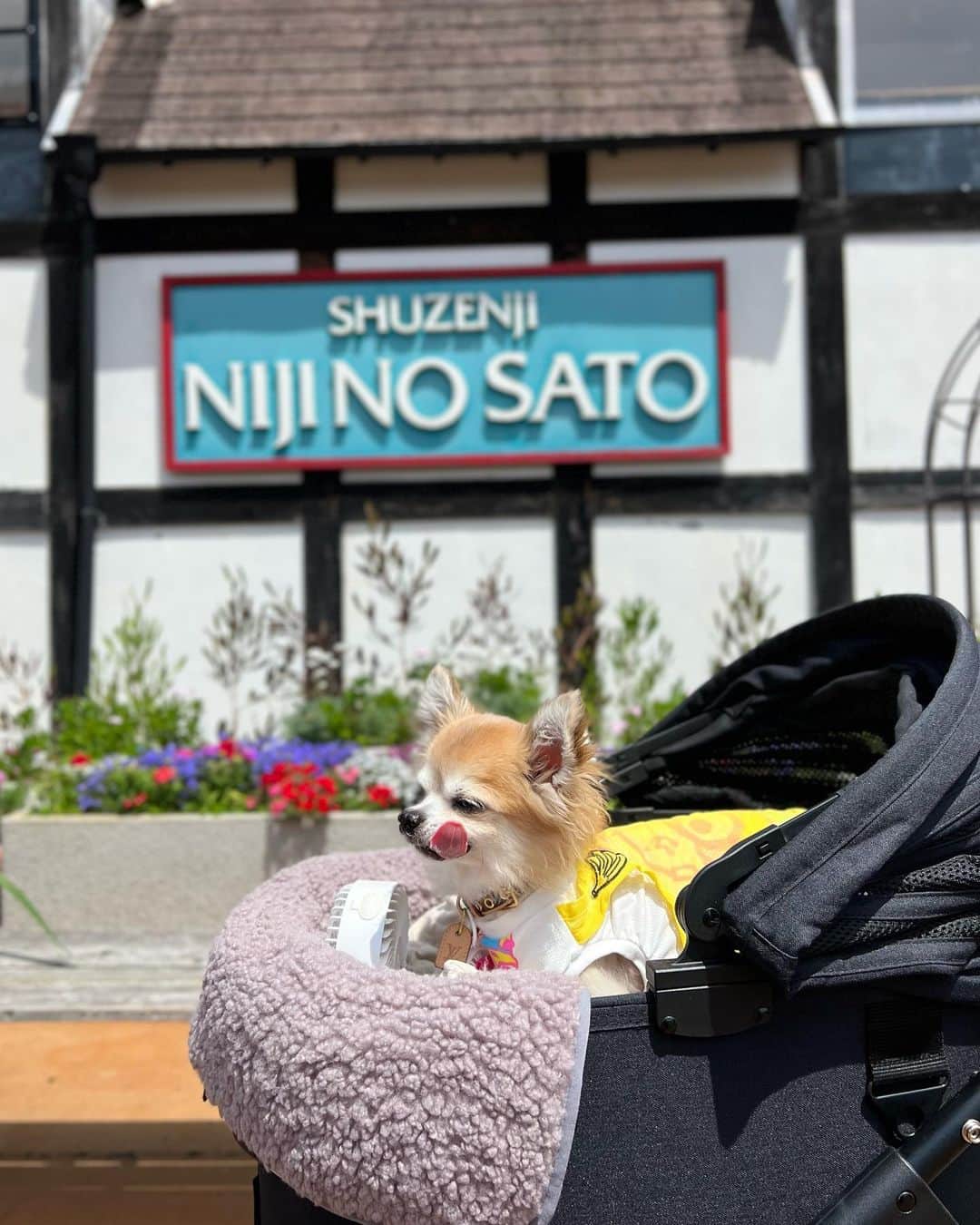 高倉絵理さんのインスタグラム写真 - (高倉絵理Instagram)「バイロンと伊豆旅行の続き⑤  自然と文化のテーマパーク『虹の郷』  広大な敷地にはフォトスポットがいっぱい！ 季節の花で彩られた園内には英国製のミニ鉄道や可愛らしいロムニーバスが走っています。  この日は1時間くらいしか滞在しなかったけどお散歩しながら1日楽しめそうな場所。  バイロンがたくさん歩けるようになったら またゆっくり連れて行ってあげたい！  📍修善寺 虹の郷 静岡県伊豆市修善寺4279-3 @nijino.sato   #虹の郷 #修善寺 #伊豆旅行 #伊豆観光 #わんこと伊豆旅行 #わんこと修善寺 #わんことテーマパーク #izu #izutrip #シニア犬 #わんことお出かけ #僧帽弁閉鎖不全症術済 #僧帽弁閉鎖不全症克服 #シニア犬との暮らし」6月17日 7時51分 - eri_t28