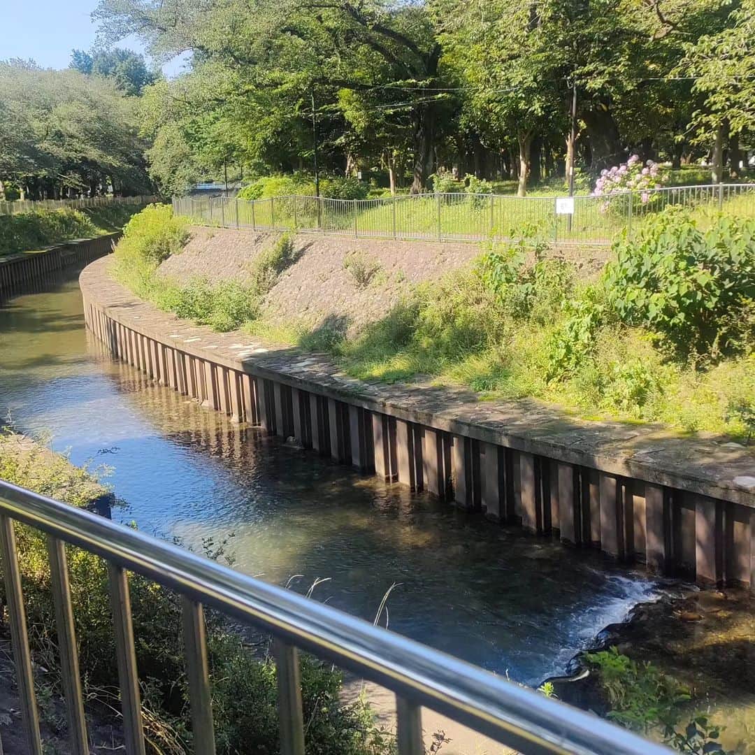 有馬徹さんのインスタグラム写真 - (有馬徹Instagram)「おはようございます。 朝の散歩。木漏れ陽と川のせせらぎに癒やされています。最高です。  #朝散歩」6月17日 8時33分 - inuarima