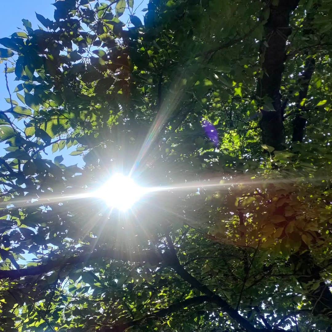 有馬徹さんのインスタグラム写真 - (有馬徹Instagram)「おはようございます。 朝の散歩。木漏れ陽と川のせせらぎに癒やされています。最高です。  #朝散歩」6月17日 8時33分 - inuarima