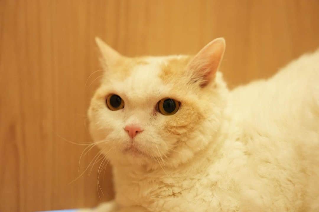 みかんさんのインスタグラム写真 - (みかんInstagram)「.  みかんお姉ちゃんとそっくりなミッケのパパに撮ってもらったにゃりよ！ 男前でしょう？  @camera_no_uemura  @mikke.rami   #カメラノウエムラ  #レモン #cat #catstagram」6月17日 8時37分 - aja.ri