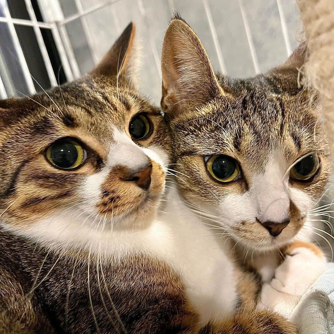坂上忍のインスタグラム：「【大切なお知らせ】 ぼくたち、 新しい家族に出会えたんだ！  大好きな妹の花も一緒だよ♪  まだまだ びびりんちょなぼくたちだけど、 花と一緒なら大丈夫！  みんな、 今までたくさんのコメント ありがとう♡  新しいパパとママに いーっぱい可愛がってもらうね♡  それじゃぁみんな、 またね！  名前：大 年齢：約7ヶ月 性別：男の子 色柄：キジ 趣味：毛布の下にもぐってお昼寝  Name : Dai Age : about 7 months  Gender : boy Color : Brown and white  Hobby : sleeping under a blanket   名前：花 年齢：約7ヶ月 性別：女の子 色柄：キジ白 趣味：抱っこ  Name : Hana Age : about 7 months Gender : Girl Color : Brown and White Hobby : to be held  #さかがみ家 #保護犬 #保護猫 #犬#猫#かわいい #dog #cat #animals #nature #animallover #pets #cute #dogs #cats #instaanimals #adaption #rescuedogs #rescuecats #puppy #kitten #japan #animalshelter」