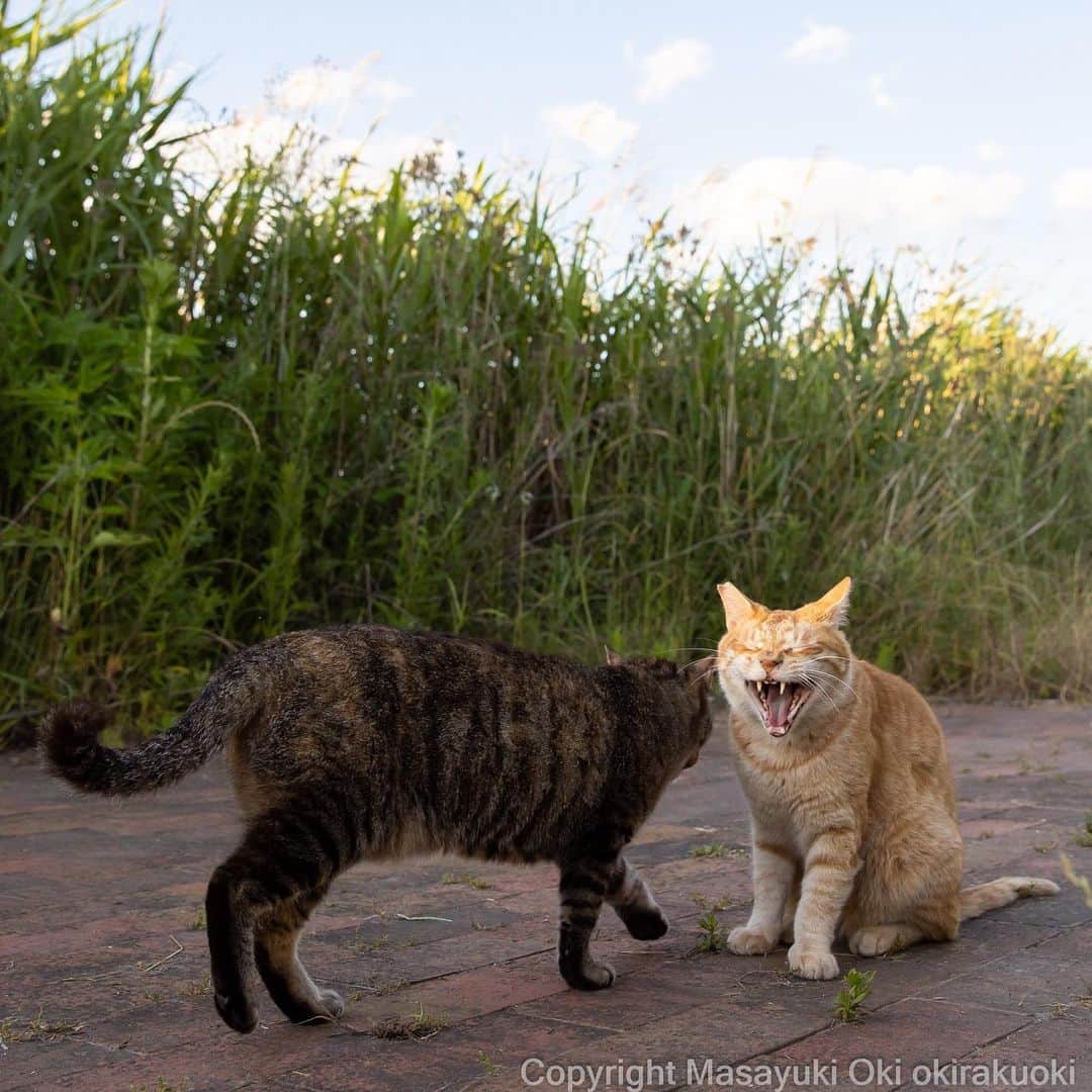 Masayukiのインスタグラム：「お出迎え。  #cat #ねこ #猫 #東京カメラ部 #nekoclub  #mmgtw #my_eos_photo  #yourshotphotographer」