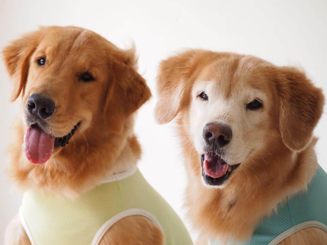 tamatamagoのインスタグラム：「10 years ago..🐶🐶🌈  🐶🐶虹の橋からこんにちは〜🌈  今やすっかり猫猫しい我が家ですが、10年前はこんなだったんだ〜🥹🥹  ゴルゴルしい日々🥰  インスタがtamatamagoなのは一枚目右側の初代ゴルの名前がたまちゃんだったから😃 ちなみに左は1歳のマオちゃん😊  昨日はオンラインでシニアワンコ／ニャンコさんとの暮らしについてのお話を聞く機会があったのですが、看取り、虹の橋のお話でウルウル🥹 このまま見てたら知らない方々の前で号泣だわ〜😭😭と1人焦ってたところで突然中継が切れまして😅助かりました😅😂  たまちゃんはやっぱり ハニたんになってうちに来たのかなー。  2023/06/17  #犬バカ部 #ワンコなしでは生きて行けません会 #ゴールデンレトリバー #ゴールデンレトリバーのいる生活 #ゴールデンレトリバー大好き #大型犬　#レトリバー #多頭飼い　#いぬすたぐらむ #いぬのきもち #goldenretriever #ilovegolden_retrievers #goldenretrievers #goldenretrieversofinstagram #doglovers #ilovemydog #rainbowbridge」