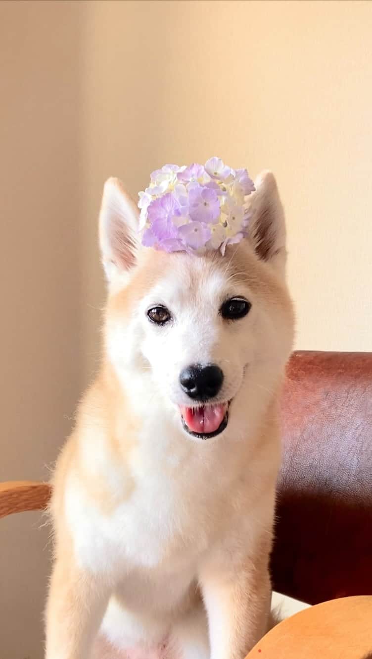 柴犬 けんしろう ゆりあのインスタグラム：「🐶💠  あたち、自首します🚨  お兄ちゃんのひまわり🌻 バラバラ事件を 起こしたのはあたちです。 なんなら食べました。えへ。  ちゃんと自首したから 刑は軽くでおねがいします🐶 . . 先週かおりさん @f.kaori27  にお願いした けんちゃんのひまわりアレンジメントに 実は、今週そんな結末がありました😭  かおりさんが被るように入れてくれた ゆりあの紫陽花は1週間きれいな姿を見せてくれて (自分のものには手をつけないゆりあ容疑者😂) 今朝、紫陽花お帽子にさせてもらいました💜  #あじさい #紫陽花 #アジサイアフロ」
