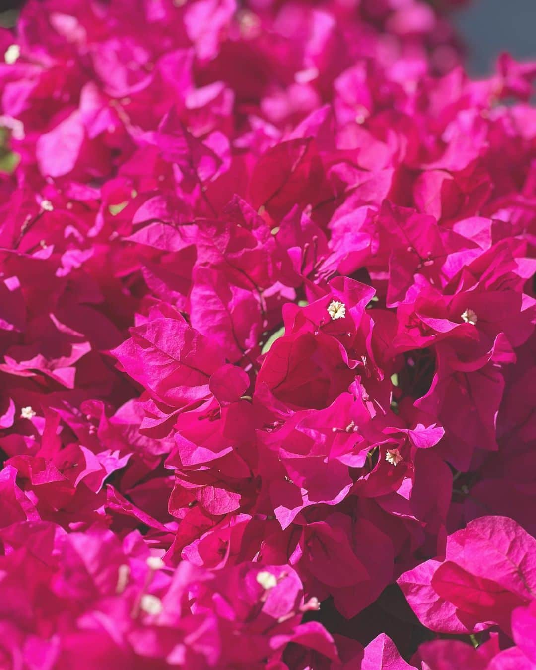 神崎恵のインスタグラム：「・ 今日は広く梅雨の晴れ間だとか。 いい週末に☺️」