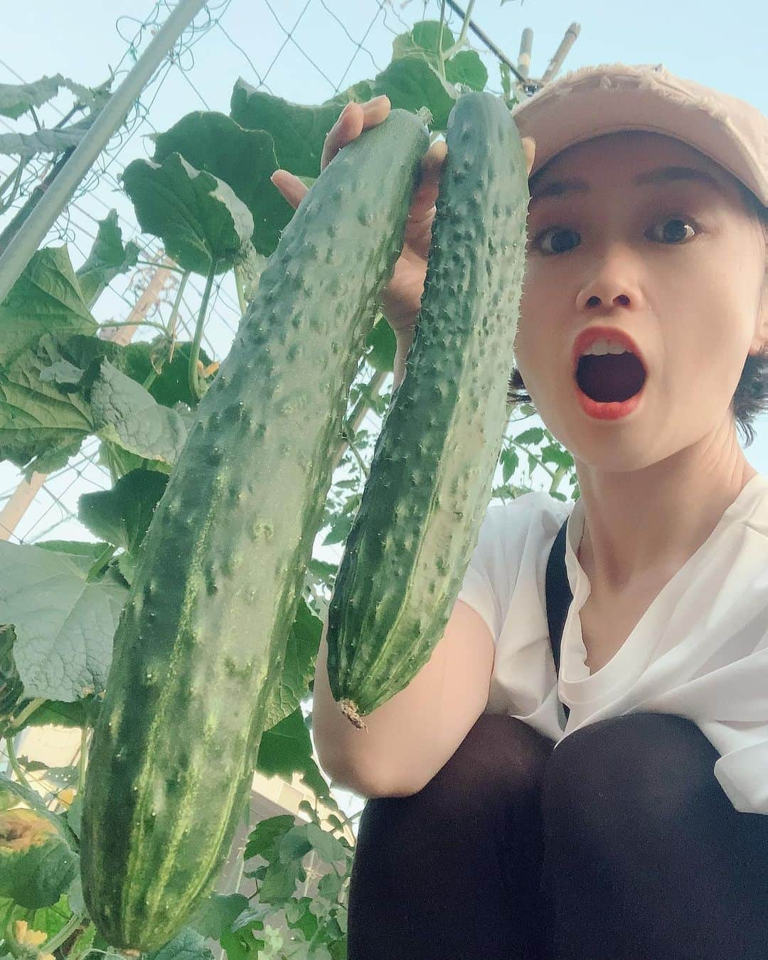 佐藤朱のインスタグラム：「#オバケきゅうり  一週間ぶりの畑で #夏野菜 達は モリモリ成長していました😆  #レンタル畑 #東京 #都会 #美味しい野菜 #畑始めました #もっとこまめに #japan #tokyo #field #cucumber #oversized #summervegetable」