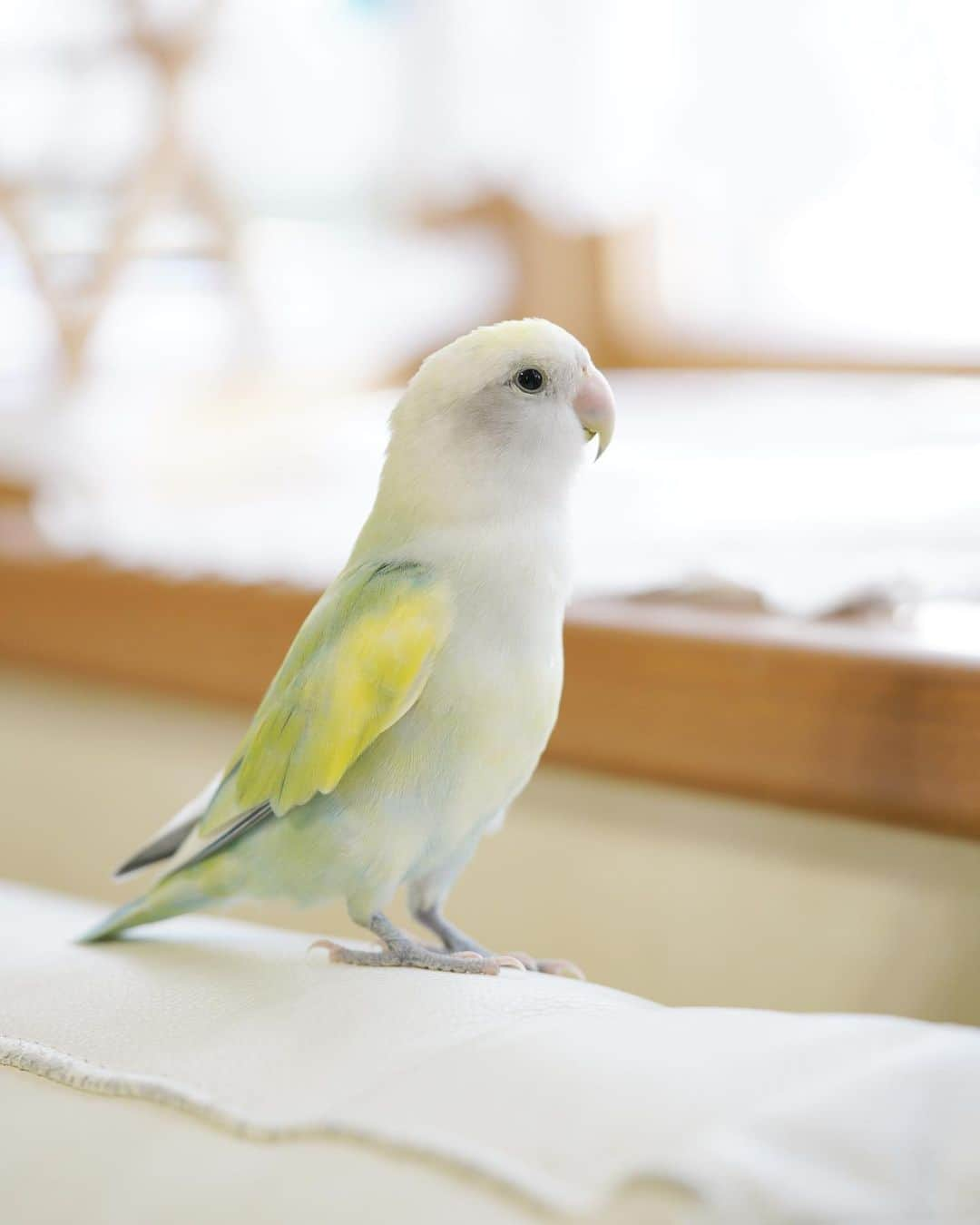 SAORIさんのインスタグラム写真 - (SAORIInstagram)「. Today's Dew, Luce, and Nene🐦🐦🍏 * * なかなか水浴びに入れないねね 怒られちゃうもんね💦 仲良くしてるまめまめふたりをよくじっと見つめるねね 本気でねねにお友達を迎えてあげないといけないなぁと思う飼い主です 家のことが落ち着いたら…と思うとなかなか思い切りができず、暑くなってきてしまいました 秋にはお迎えできるといいなぁ * * 2023.6.17  #インコ #マメルリハ #マメルリハインコ #コザクラ #コザクラインコ #peachfacedlovebird #agapornis #agapornisroseicollis #lovebird #小鳥 #parrotlet #pacificparrotlet #petbird #parakeet #bird #birb #forpus #birdsofinstagram #animalsco  #weeklyfluff #kawaii #Sittich  #perruche #잉꼬 #papagei #papagaio #papağan #thisweekoninstagram #animalvideo」6月17日 21時14分 - ramune0123