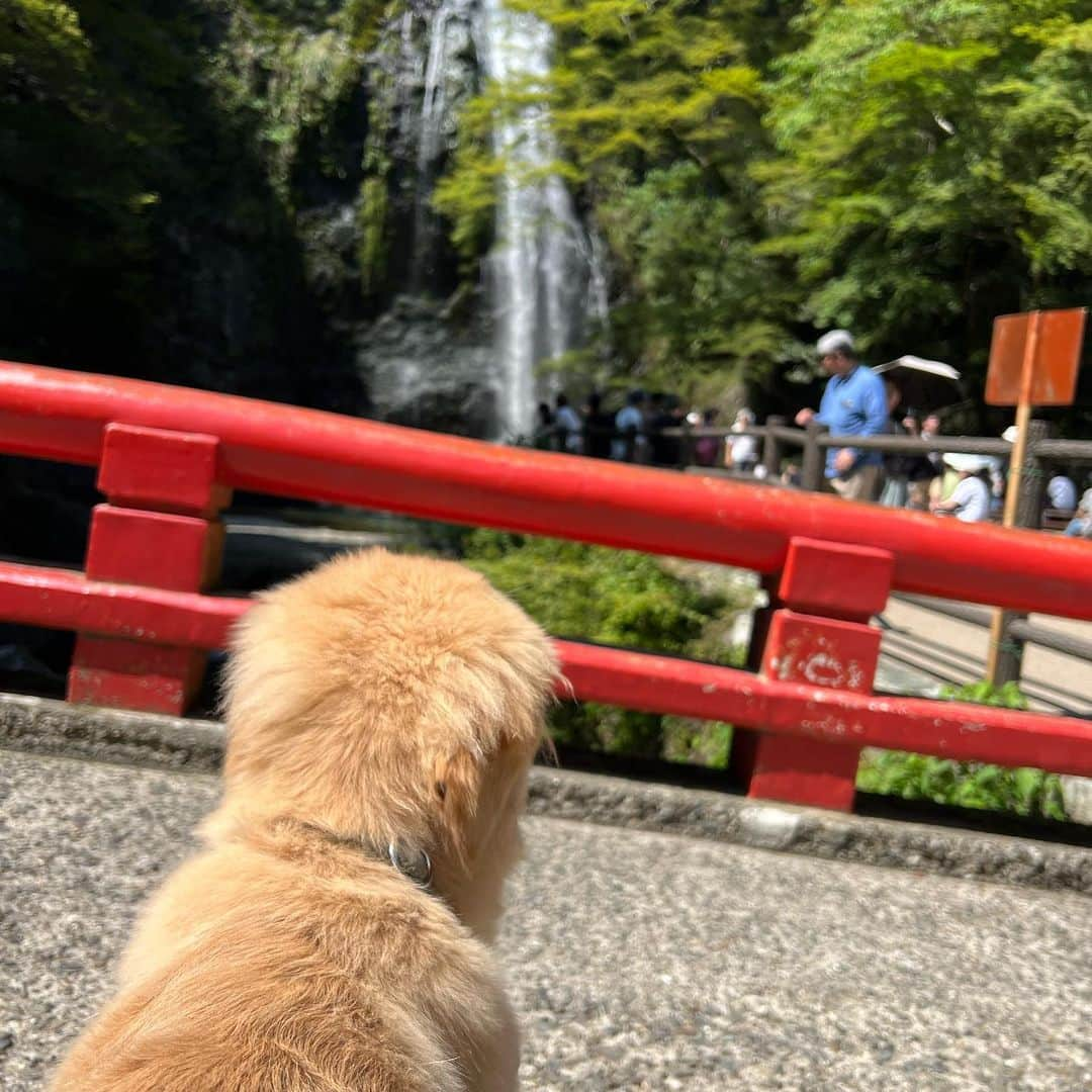 薮下柊さんのインスタグラム写真 - (薮下柊Instagram)「箕面の滝と勝尾寺に、シンバ🦁連れてハイキング🌿  ポパイは美容院だったので、今日は珍しくシンバだけ☺️  めっちゃ汗かいて楽しかった！  こういう暑い日のハイキングは 通気性の良いパンツと、 お気に入りのサングラスと、 汗を直ぐに拭ける手拭いが必須です😂  勝尾寺はワンちゃん連れで参拝できるので助かります😢✨　 御朱印もゲットできて大満足✨ いつか、西国三十三所を順番に巡礼したい〜  cap→ @nike  sunglasses→ @oakley  tops→ @iraknyc  backpack→ @salomon @salomon_japan  half pants→ @libere_official @libere_maverick_creative  sneakers→ @keen_japan @keen   #libere #liberejapan #salomon #keen #hiking #nature #naturelovers  #リベーレ#リベーレコーデ」6月17日 22時06分 - __yabushita_shu__