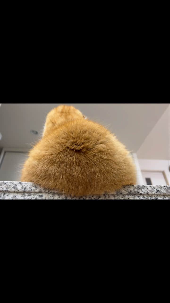 bunny & 2 catsのインスタグラム：「Enzou🐱🍑 _ 🐾カウンターテーブルからはみ出る🍑。カウンターチェアー退けて下から撮影しちゃう🙈 _ #scottishfold#多頭飼い#ねこ#猫#cats#cute#amazing#スコティッシュフォールド _ #PECO#ねこ#9gag#WeeklyFluff#ふわもこ部#instavideo#ねこのきもち#catsofinstagram#instagram#instagramjapan#cats_of_world#猫動画」