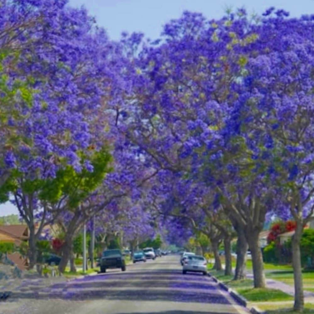 マキ・コニクソンさんのインスタグラム写真 - (マキ・コニクソンInstagram)「Hello from LA🎬  今の時期LAでは、鮮やかな紫色のお花が あちらこちらで咲き乱れています！ そのお花の正体は”Jacaranda” 散った花が地面に落ちて紫色の絨毯みたい。💜💜💜💜  ジャカランダというお花を 知っていましたか？ 日本の名前は”紫雲木” その名の通り青紫色の花が ふわりと煙るように咲き誇っている！  ジャカランダの花言葉は 「栄光」と「名誉」です。 チカラ強い花言葉だね！  やっぱり6月はお花が たくさん咲いてる月だから好きだな！ そして夏時間で1日が長いから 色々な事が出来る。  パンデミックが収まって やっと普通に戻ってきてるけど 自然って何があっても変わらない。 辛い時、自然に癒されたっけ…. 普通の生活が何不自由なく出来てる事や、 自然に対して感謝の気持ちも 決して忘れてはいけないね。 ジャカランダのお花をみて、 ハッとさせられました！  明日はハワイに帰るよ。 嬉しいっ！ハワイにも感謝しなきゃ！  お休みなさい… また明日！👋🏼 See you in Paradise! 🌺  #エアLA #ジャカランダの花  #Jacaranda #感謝の気持ちを忘れずに  #当たり前が当たり前じゃない」6月17日 13時35分 - makikonikson