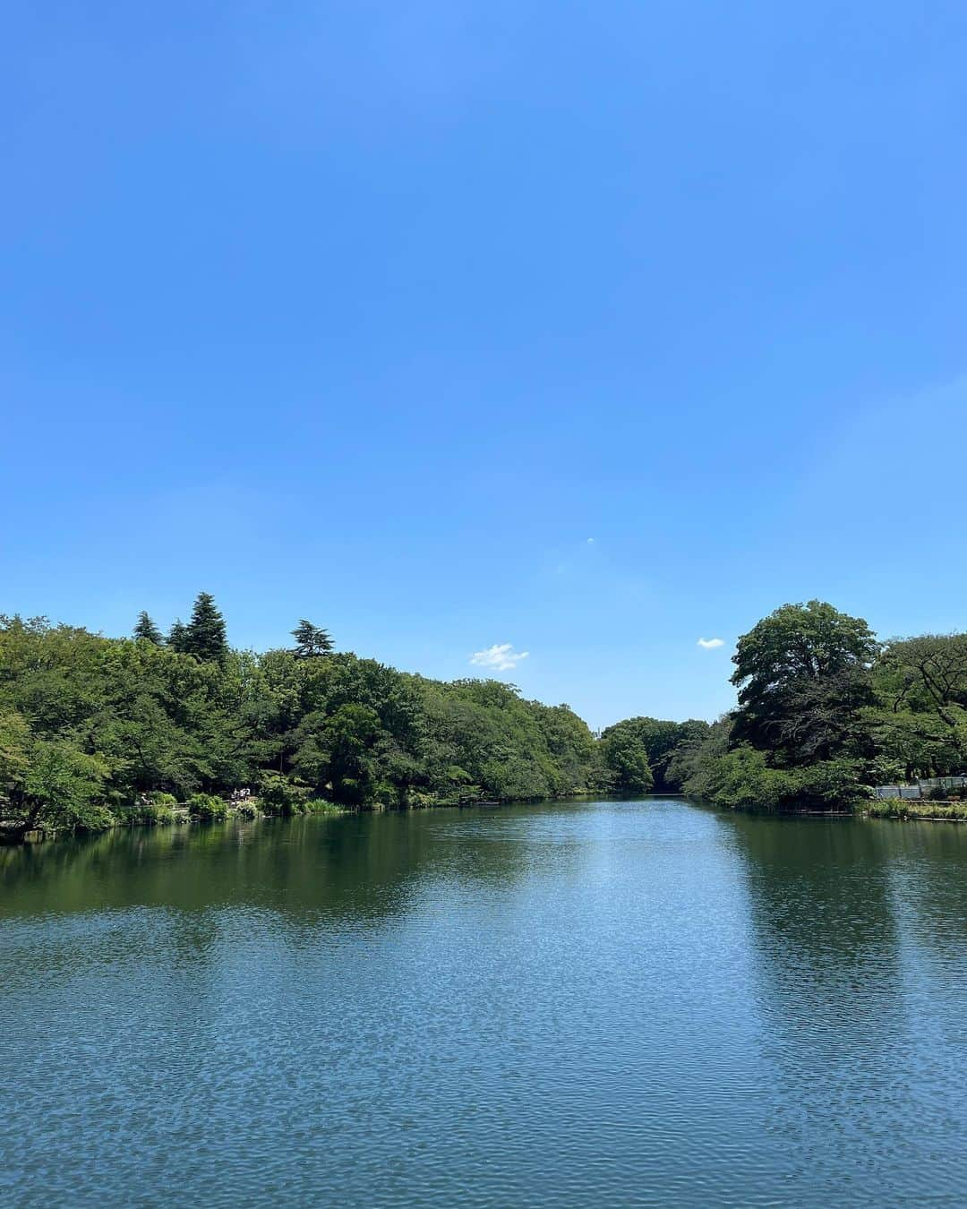 福田葉子さんのインスタグラム写真 - (福田葉子Instagram)「湿度が低くてハワイみたいなお天気で過ごしやすい。久しぶりの井の頭公園。 公園内のタイ料理屋さん、ペパカフェ・フォレスト　@pepacafe_forest でブランチ。開店と同時に入れました。オープンエアで風が通っていい気持ち。森林浴。 ボート乗り場は工事中で、名物のスワンボートもみんなお休み。ボートのいない池はちょっとシンプルすぎてさみしい。 梅雨の合間のご褒美みたいな週末ですね。 #sunny #weekend #park #walk #branch #cafe #お天気　#週末　#井の頭公園　#吉祥寺　#ペパカフェフォレスト」6月17日 14時58分 - yoyoyokoko