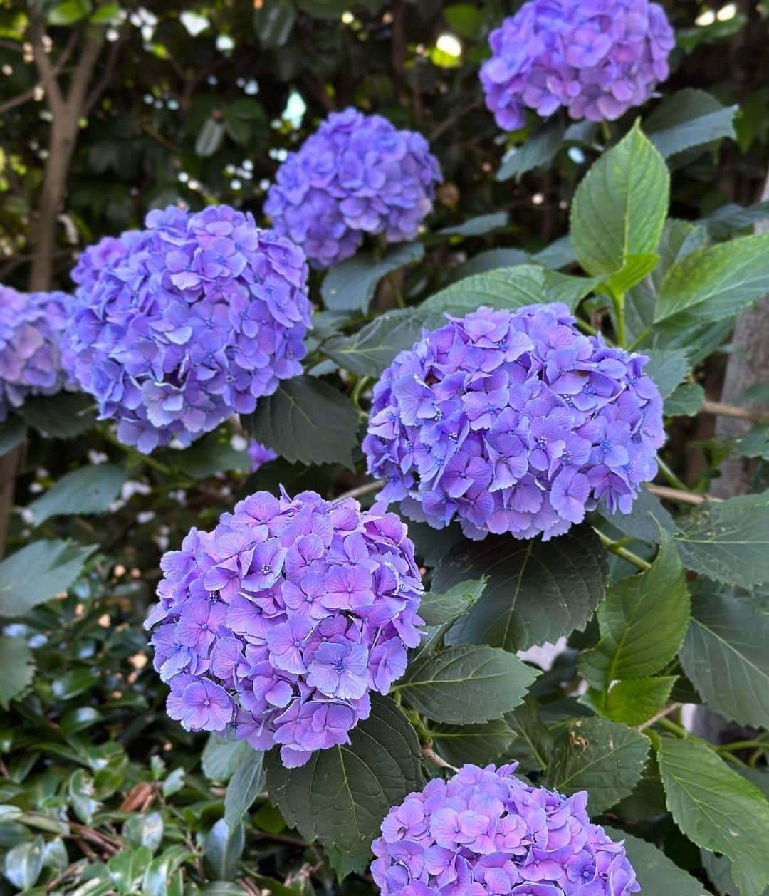 ochikeronのインスタグラム：「Dark purple today 💜💙   #hydrangea #紫陽花 #あじさい #nofilter」