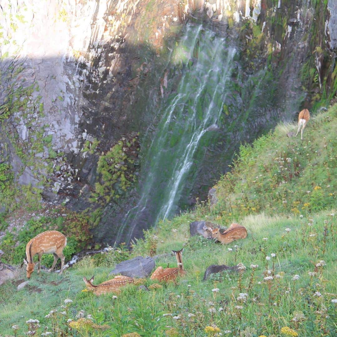 ANAさんのインスタグラム写真 - (ANAInstagram)「日本を旅しよう！✈️💙  2005年7月に世界自然遺産に登録された「知床」をご紹介😄  🌿知床連山の最高峰1661mの羅臼岳は、美しく圧巻です。 🌊野生に生息するホエールウォッチング体験が魅力です。5月〜7月頃はシャチやミンククジラ、それ以降10月頃まではマッコウクジラが見られます。 （写真提供 (有)知床ネイチャークルーズ） 🌿知床自然センターから歩いて見られるフレペの滝。エゾシカに出会えるかもしれません。 🌿知床五胡は大自然との共生を肌で感じることができる場所です。 （写真提供 シンラ） 🌿アイヌ語の神（カムイ）と水（ワッカ）が語源のカムイワッカの滝です。 🌿世界自然遺産・知床にある大型リゾートホテル「北こぶし知床ホテル&リゾート」は、オホーツク海 の目の前に位置しているため、大浴場から壮大なオホーツク海の大パノラマをご覧いただけます。 お客様の目の前でシェフが一皿一皿丁寧に仕上げ、「生命力」をコンセプトとした、素材の醍醐味を感じる料理をご提供😋 @kitakobushi_shiretoko  航空券付きプランはこちら✈ https://ana.ms/46cZS6P  ホテルのご予約はこちら🏨✨ https://ana.ms/3p0pMK4  詳しくは「世界の支店から、こんにちは！」をご覧ください🤗  https://ana.ms/3NxF1CH  #allnipponairways #ana #airplane #airport #japantrip #trip #飛行機 #travel #日本を旅しよう #旅行 #visitjapan #visit #旅行  #北海道 #知床 #世界自然遺産 #ホエールウォッチング #知床五湖 #カムイワッカの滝 #hokkaido #shiretoko #whalewatching #北こぶし知床ホテルアンドリゾート」6月17日 16時19分 - ana.japan