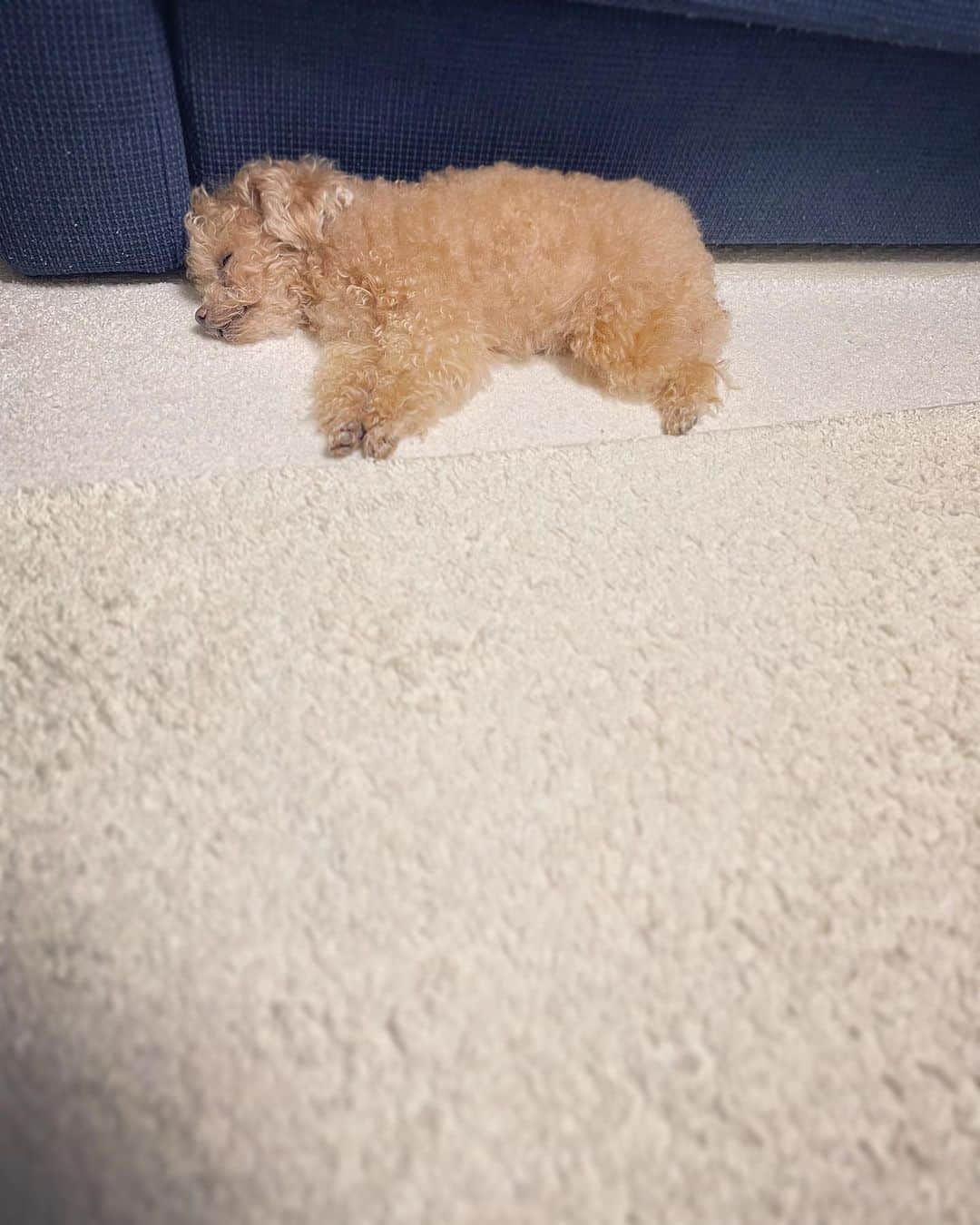 ふわのインスタグラム：「ぽてちん。  #toypoodle#toypoodlegram#dogsofinstagram#instadog#doglover#doglife#cutedog#sleepydog#dog#fuwamama#ふわもこのふわ#ふわ#トイプードル#ふわもこ部#犬バカ部#親バカ部#犬のいる暮らし#いぬすたぐらむ#最強寝顔」