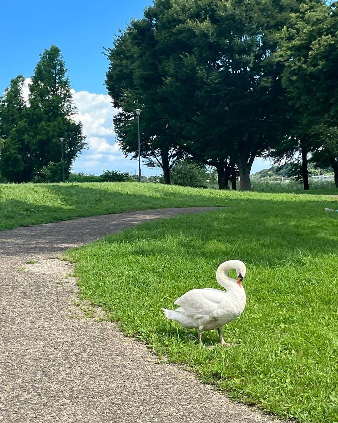 紫咲大佳のインスタグラム：「白鳥ときのこ。」