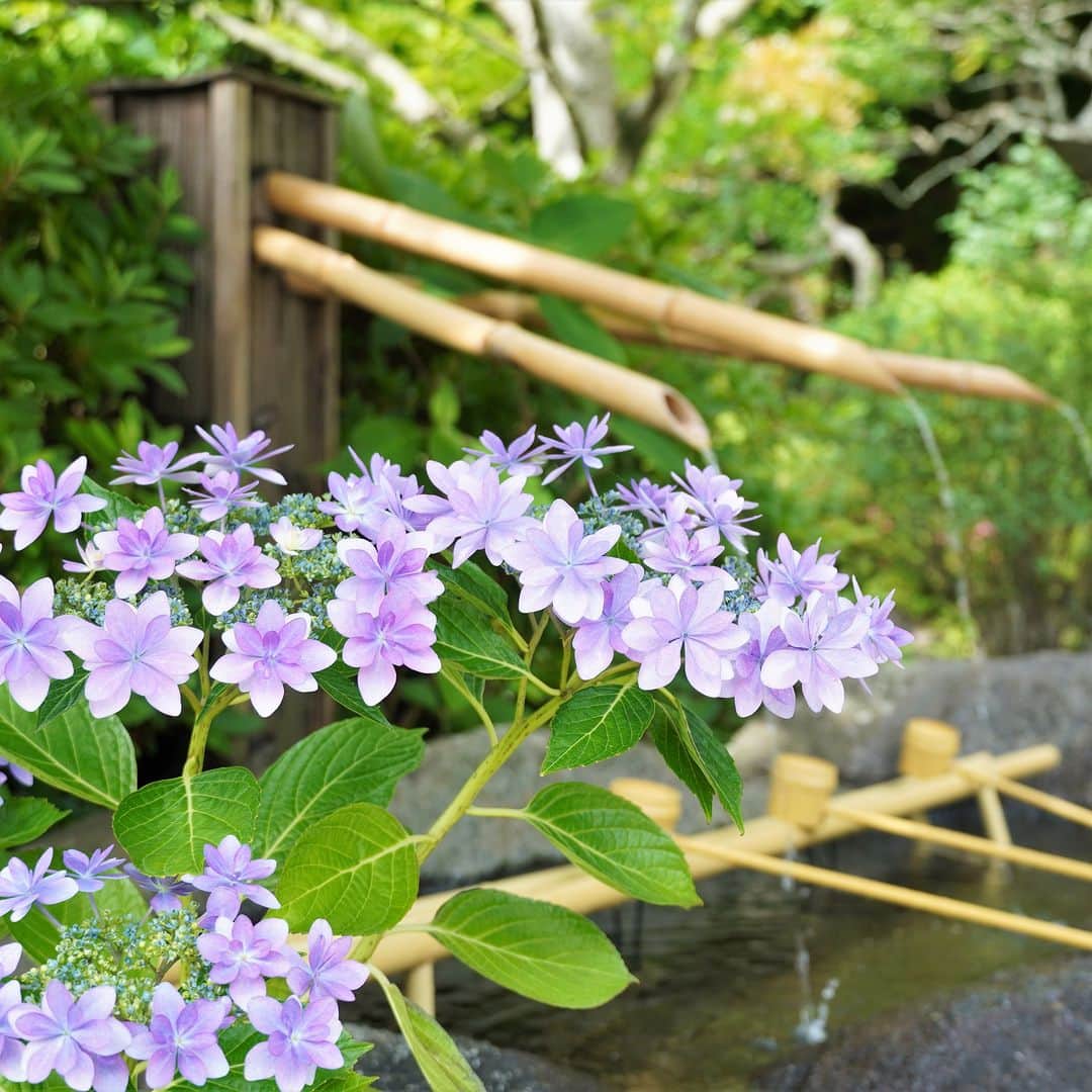 ことりっぷさんのインスタグラム写真 - (ことりっぷInstagram)「鎌倉・長谷寺のあじさいが、満開ですよ♪  長谷観音として古くから親しまれる鎌倉の「長谷寺」。  四季折々の花が咲く「花の寺」としても知られ、6月は色とりどりのあじさいが咲きます。 眺望のいいあじさい路からは鎌倉の海まで見渡すことができますよ。  境内にある「海光庵」では、季節限定のドリンク・あじさいフィズも。 鎌倉の街並みや由比ヶ浜の眺望とともにいただけます。  シモツケやスイレンなどのお花も境内を彩る長谷寺で、この季節だけの景色を楽しんでくださいね。 ----- #長谷寺 -----  詳しくは、ことりっぷwebでご紹介しています。 プロフィールのURL、またはストーリーズからご覧ください。 @cotrip_official  #ことりっぷ #ことりっぷweb #鎌倉 #長谷寺の紫陽花 #あじさい #鎌倉さんぽ #cotrip #kamakura #hasedera #visitjapan」6月17日 18時00分 - cotrip_official