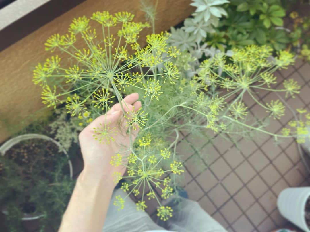 入山法子さんのインスタグラム写真 - (入山法子Instagram)「今年はディルが元気いっぱい。  間引きたいけど 種になるまで待ちたい。 けど、間引きたい。 けど、花、かわいい、間引けない… を、ここ数日繰り返しています。  食事に来てくれるてんとう虫も可愛いんだ。  夏の到来を感じるお天気が続いて嬉しいです。 皆様も楽しい週末を！ (父の日だ！)☺️🍉✨」6月17日 18時36分 - iriyamanoriko_official