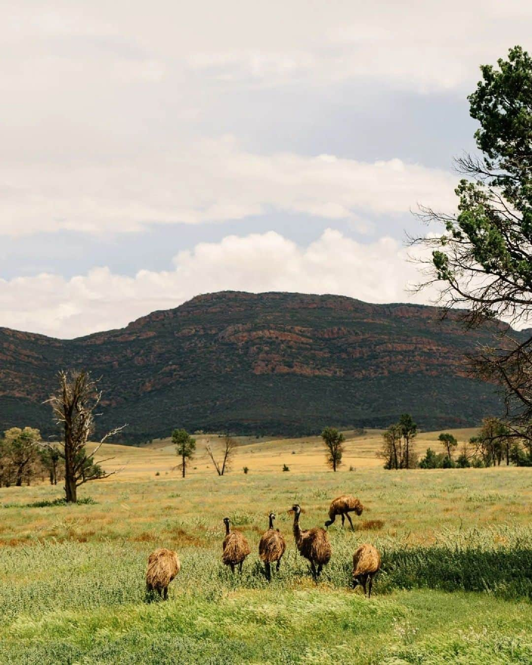 Australiaさんのインスタグラム写真 - (AustraliaInstagram)「Hello, is emu you're looking for? 🤭🎵 @riah.jaye caught these photogenic locals strutting their stuff through @southaustralia's @flindersrangesandoutback - home to the Adnyamathanha people. Just 5-hours from Tarntanya (@cityofadelaide), the rugged, weathered peaks and rocky gorges of the #FlindersRanges form some of the most dramatic and beautiful landscapes in the country. Tip: base yourself at @wilpenapoundresort or @wildbushluxury's @arkabaconservancy, one of the @luxurylodgesofaustralia! #seeaustralia #comeandsaygday #seesouthaustralia #flindersranges」6月17日 19時00分 - australia