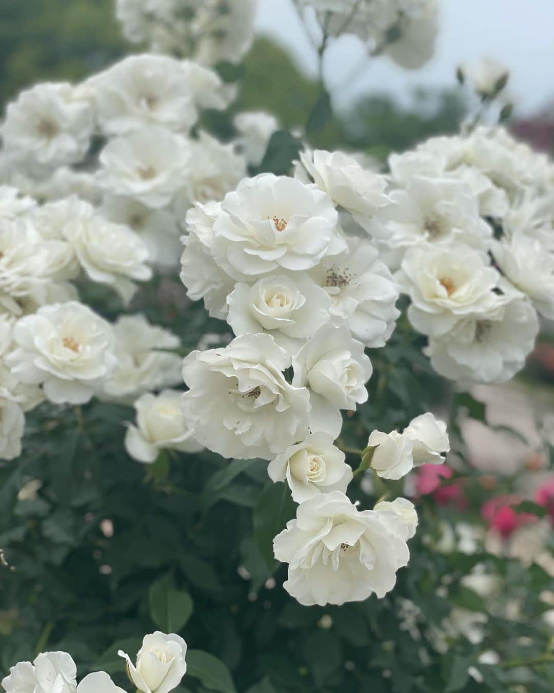 MIIさんのインスタグラム写真 - (MIIInstagram)「薔薇🌹 年々自然が好きになっていくᕷ·͜· ︎︎ かわいいお花見てると癒されるよね🌹🌹🌹 ． 良い休日を〜♡ᵕ̈* ． ． ． ． ． #バラ園 #自然 #癒し空間 #浄化活動 #社不の日常 #🌹 #❤️」6月17日 19時21分 - miho0129xx