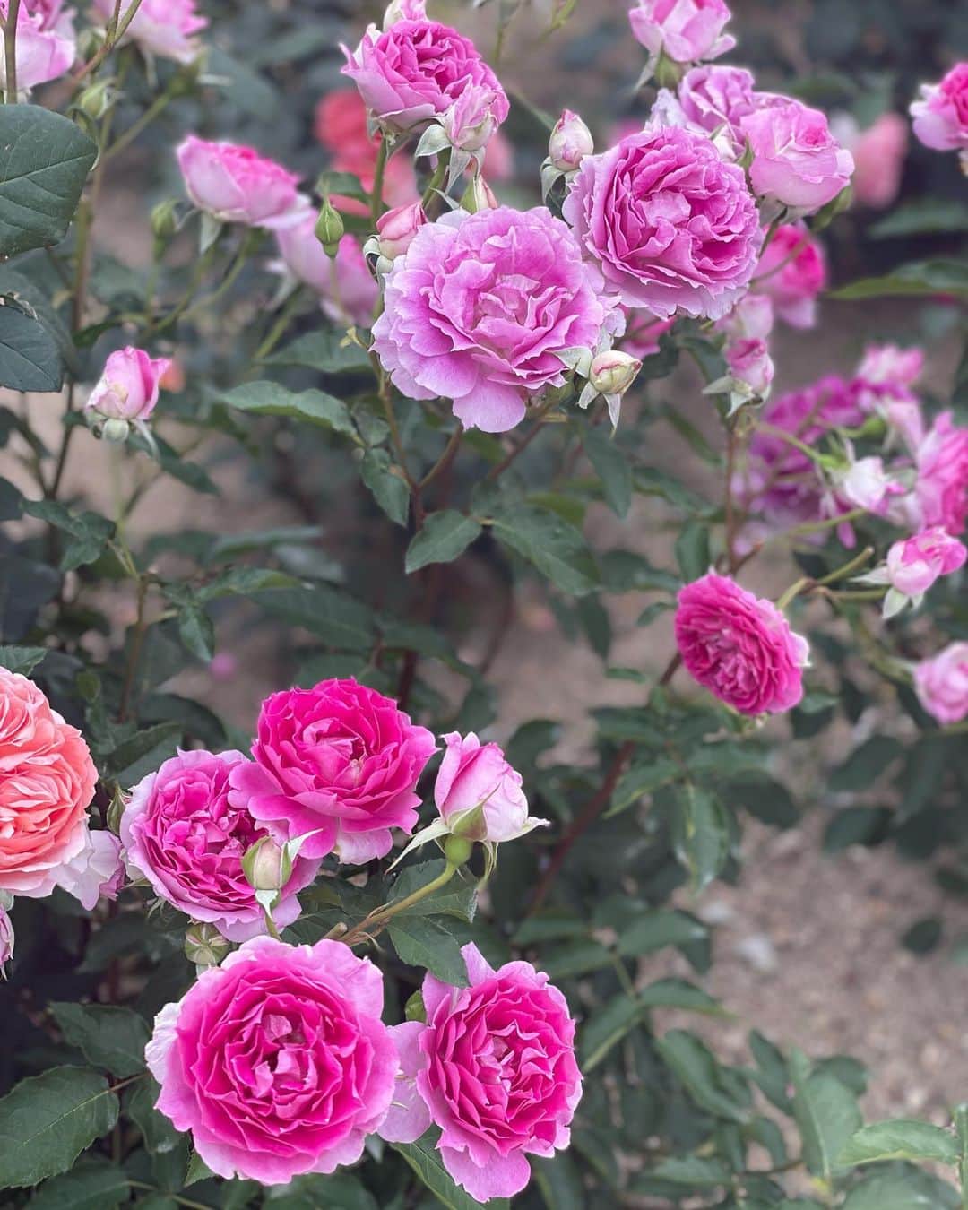 MIIさんのインスタグラム写真 - (MIIInstagram)「薔薇🌹 年々自然が好きになっていくᕷ·͜· ︎︎ かわいいお花見てると癒されるよね🌹🌹🌹 ． 良い休日を〜♡ᵕ̈* ． ． ． ． ． #バラ園 #自然 #癒し空間 #浄化活動 #社不の日常 #🌹 #❤️」6月17日 19時21分 - miho0129xx