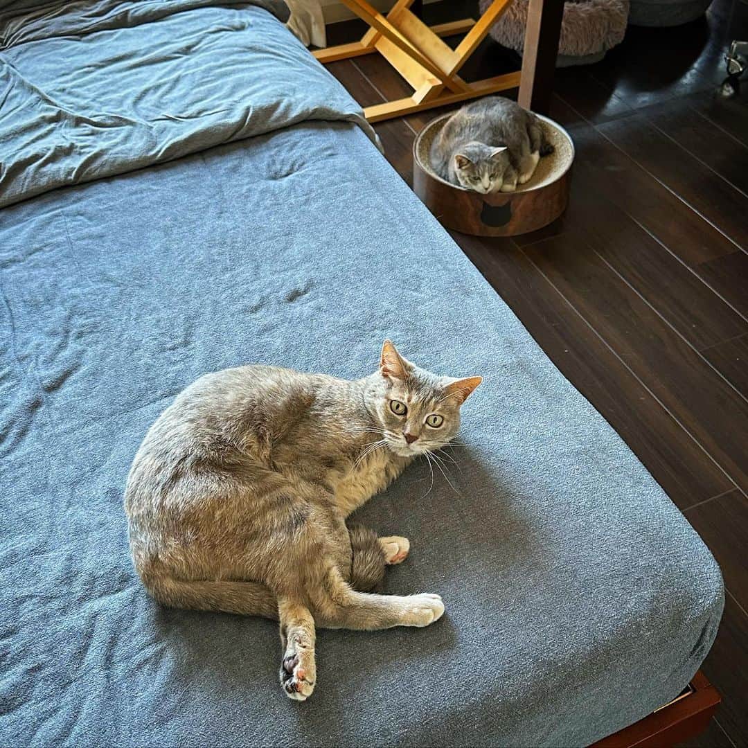 モアレ & クリエさんのインスタグラム写真 - (モアレ & クリエInstagram)「それぞれお気に入りの場所でまったり中のモアクリ  #モアクリ #moacrie #ねこ #猫 #cat #catsagram #ねこすたぐらむ #にゃんすたぐらむ #猫のいる暮らし #ねこのいる生活」6月17日 19時46分 - moacrie