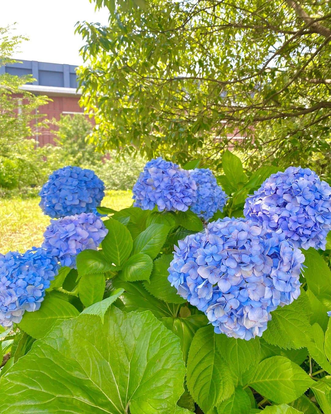 神戸学院大学さんのインスタグラム写真 - (神戸学院大学Instagram)「フォトコンテスト「神院大キャンパスライフの魅力」応募作品No.320【2023年4月－6月】えだまめさんからご応募いただきました。  ～写真にまつわるエピソード～ 梅雨の時期、久しぶりに晴れた日に青いあじさいがとても綺麗で撮影しました。 ～～～～～～～～～～～～  じめじめした梅雨の憂鬱さを忘れさせてくれるアジサイ。 6月に入りキャンパス内にたくさん咲いていますね！  皆さんもキャンパスで見つけたあなただけのフォトスポットを応募してみませんか？ フォトコンテスト「神院大キャンパスライフの魅力」は３か月毎に大賞を決定。 大賞受賞者には記念品を贈呈します★  ４月～６月の応募締切間近！！ 応募方法は以下のURLから↓ https://www.kobegakuin.ac.jp/support/student_life/contest.html  たくさんのご応募お待ちしております。  #神戸学院大学 #神戸学院 #神戸 #大学 #kobegakuin #kobegakuinuniversity #ポーアイ #ポートアイランド #大学生 #アジサイ #あじさい #紫陽花 #紫陽花ポートレート #アジサイの花 #学生生活 #写真 #写真コンテスト #フォトコンテスト #フォトコン #神院大 #キャンパスライフ #フォト #写真部 #大学の景色 #キャンパス写真 #キャンパスの風景 #大学生の日常 #写真好きな人と繋がりたい」6月17日 20時00分 - kobegakuin_university_koho