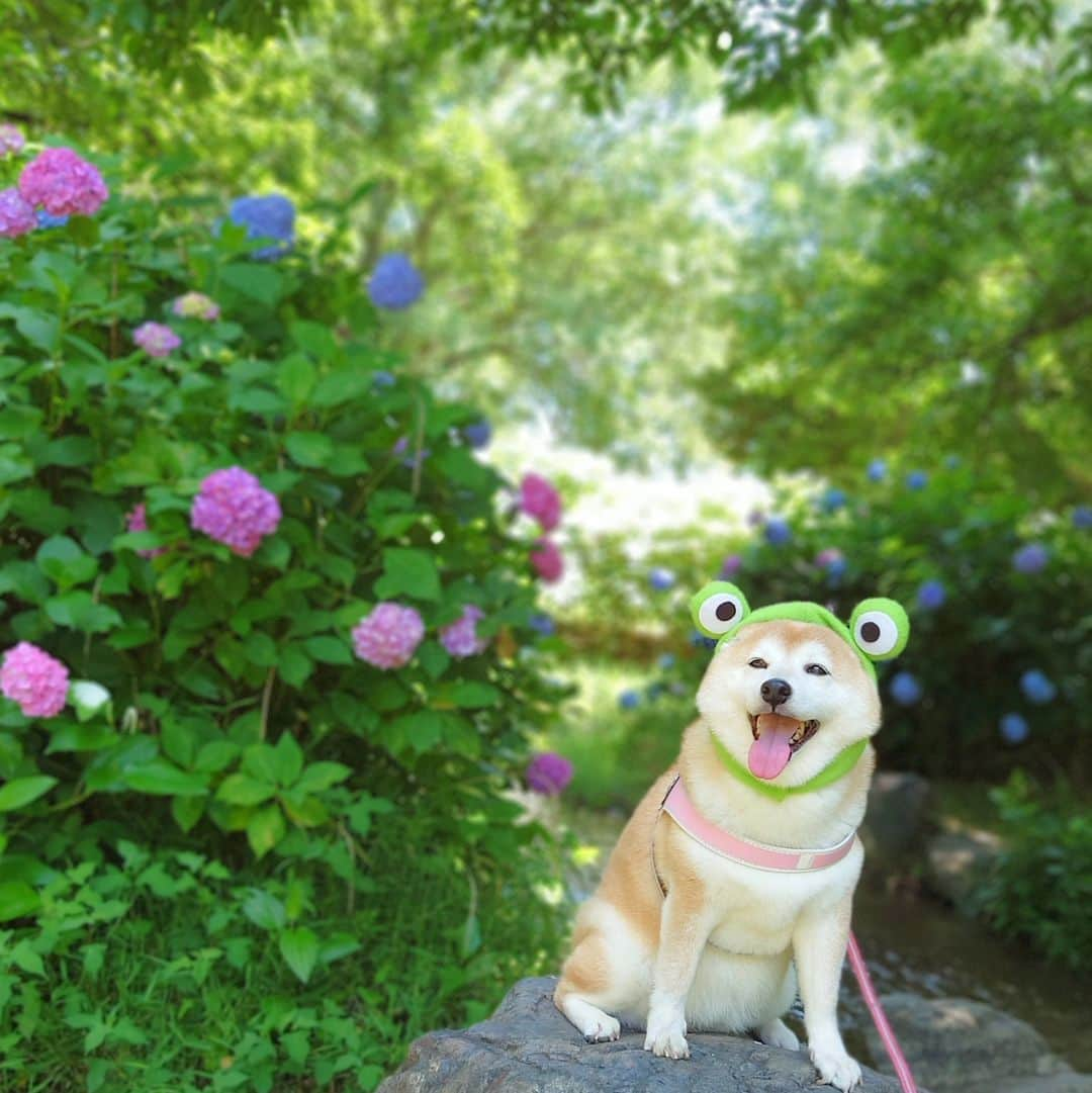 ちゃみさんのインスタグラム写真 - (ちゃみInstagram)「❶❷片耳アフロ💠😆 ❸アジサイアフロ🩵 おばちゃん感😂  久しぶりに鶴見緑地公園へ♪ 紫陽花見がてらお散歩〜って思ったら暑すぎた🌞 なのでチャーミー舌長め😅  ❹今年の🐸 ❺走る走る！ ついていけません！笑  #柴犬#柴犬のいる生活#しばいぬ#犬#愛犬#癒し#アジサイ#紫陽花#紫陽花アフロ#アジサイアフロ#shiba#shibainu#dog」6月17日 20時11分 - shiba_charmy