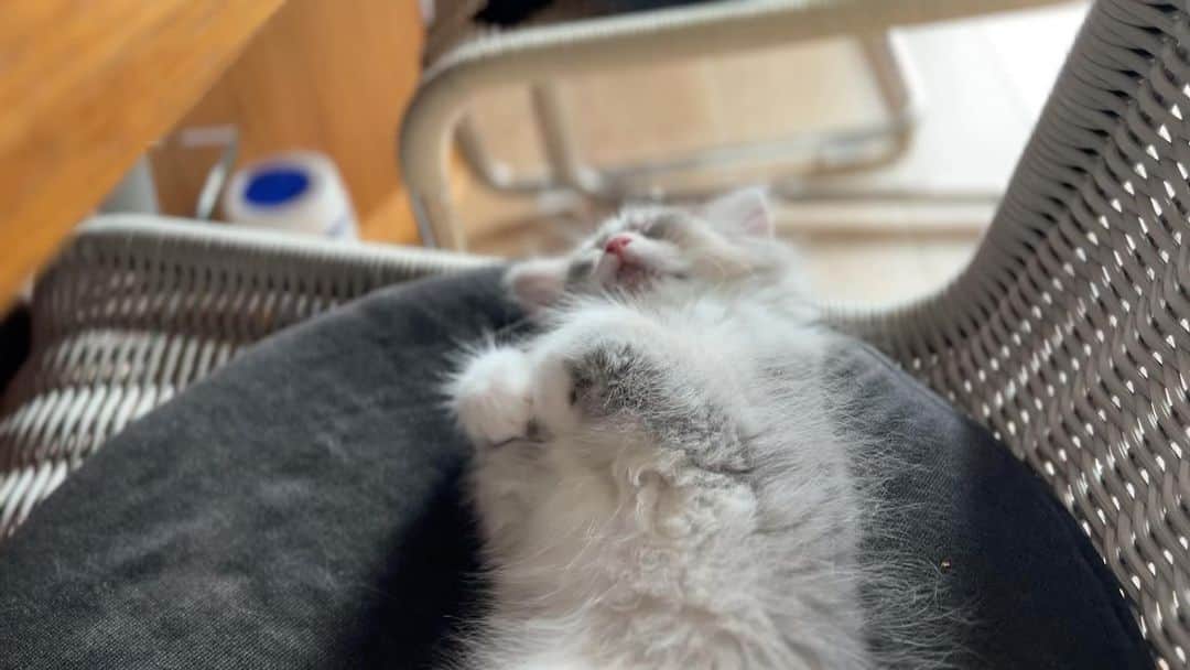 kougeishaのインスタグラム：「セリー【妹】ちゃんです🐈」