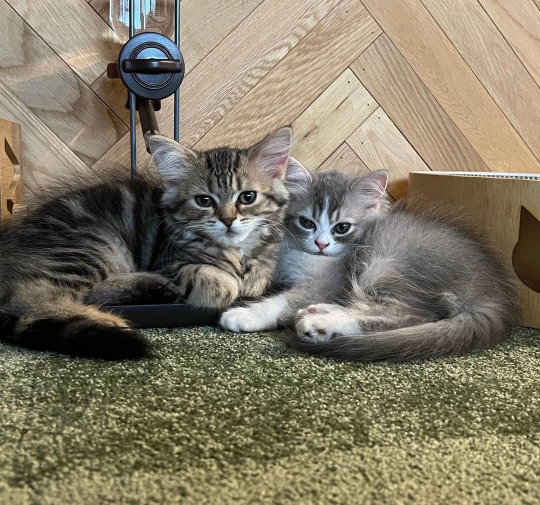 kougeishaのインスタグラム：「セリー&ラテです♪宜しくお願いしまーす🐈」