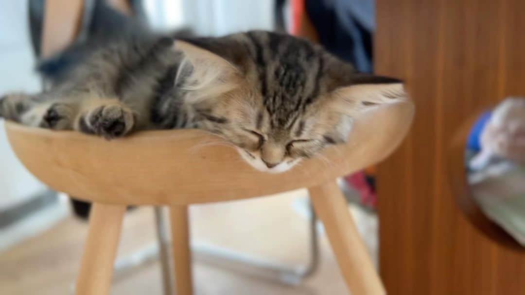 kougeishaのインスタグラム：「ラテ【姉】ちゃんです🐈」