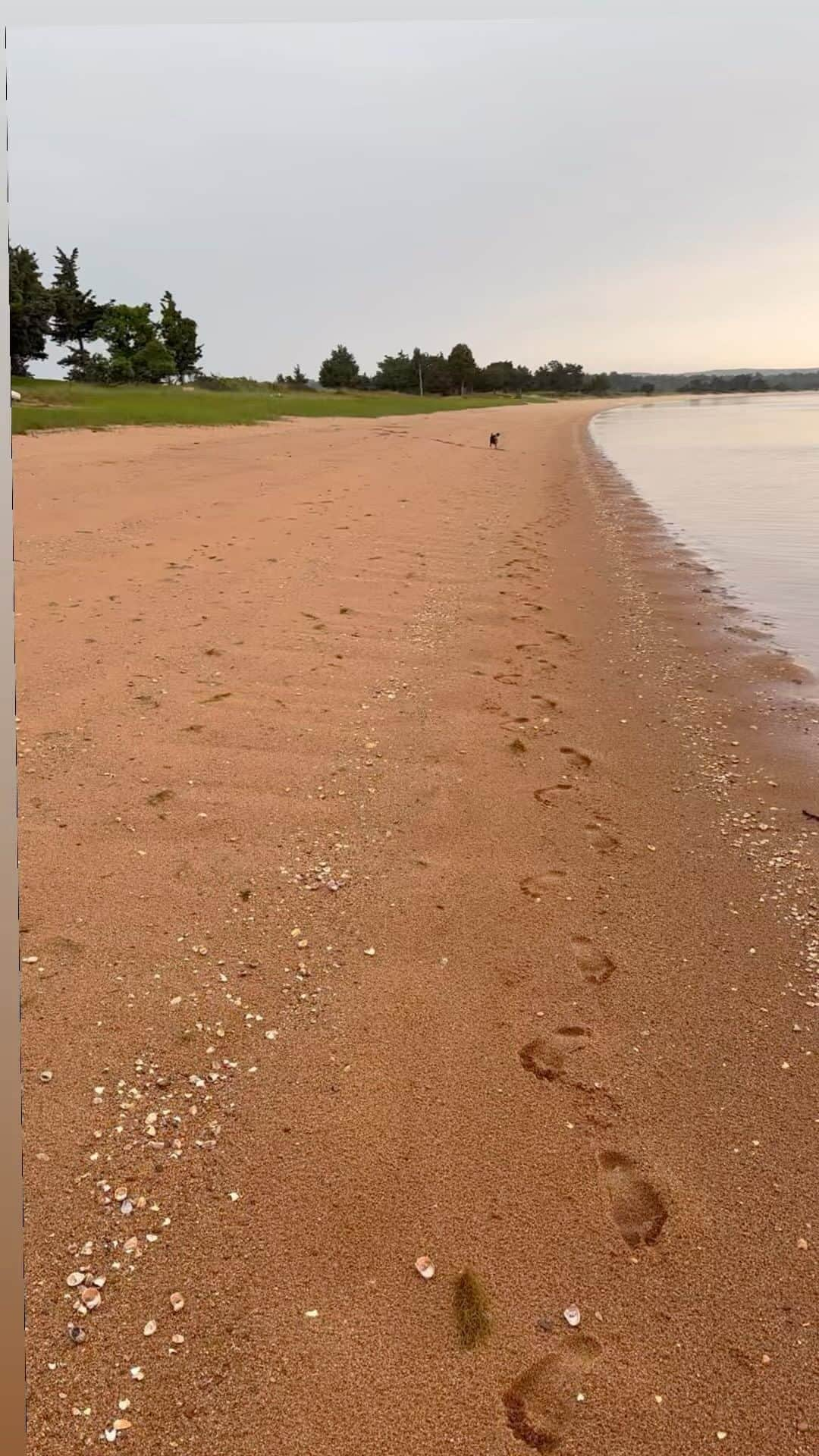 pugsofinstagramのインスタグラム：「Beach breaks.」