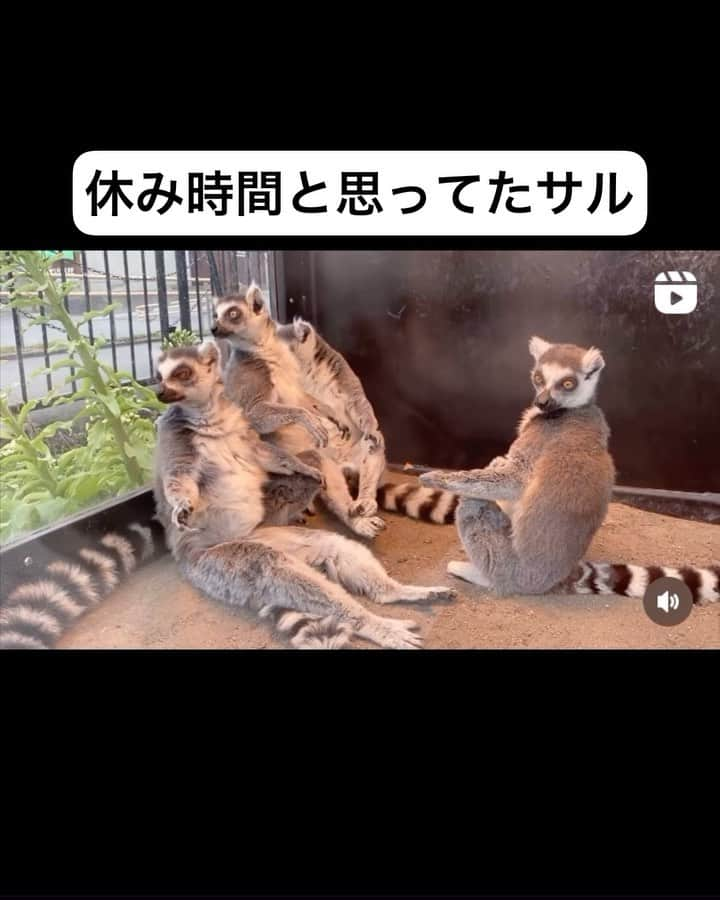 銘苅のインスタグラム：「#アニマルアテレコ #サル #動物」